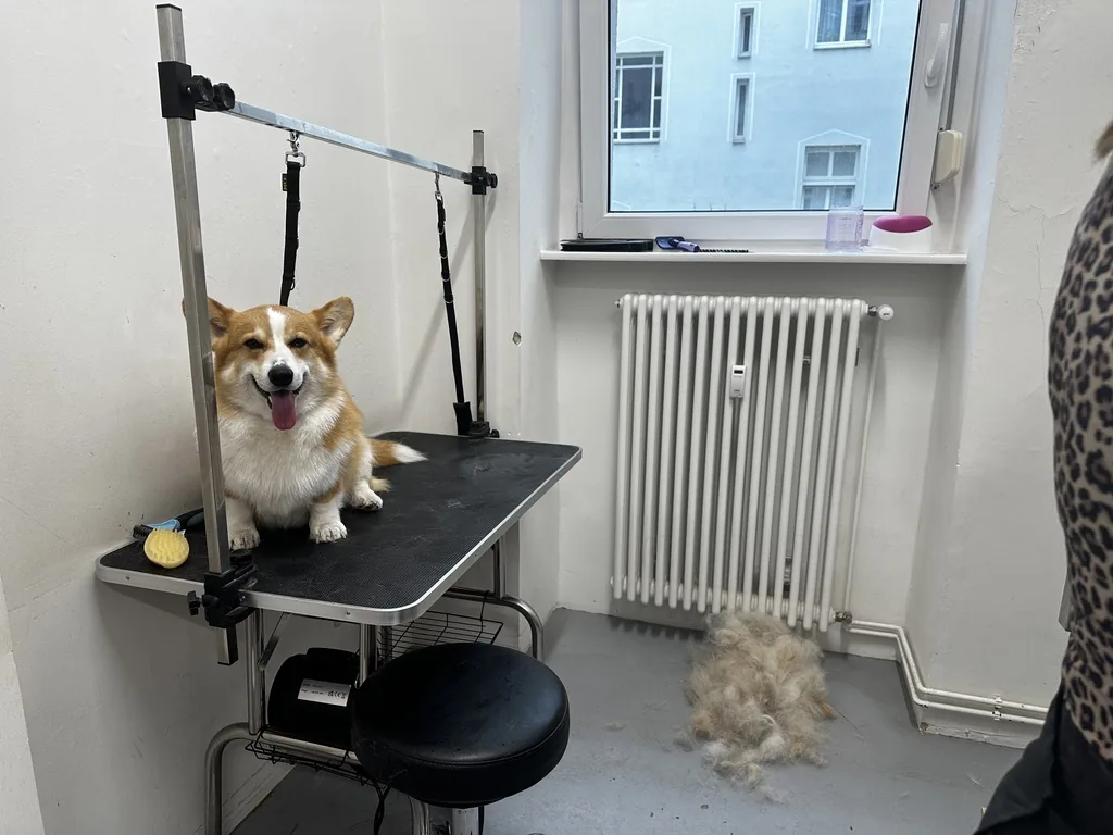 Corgi auf dem Pflegetisch im Salon, im Hintergrund ein Haufen ausgekämmter Unterwolle
