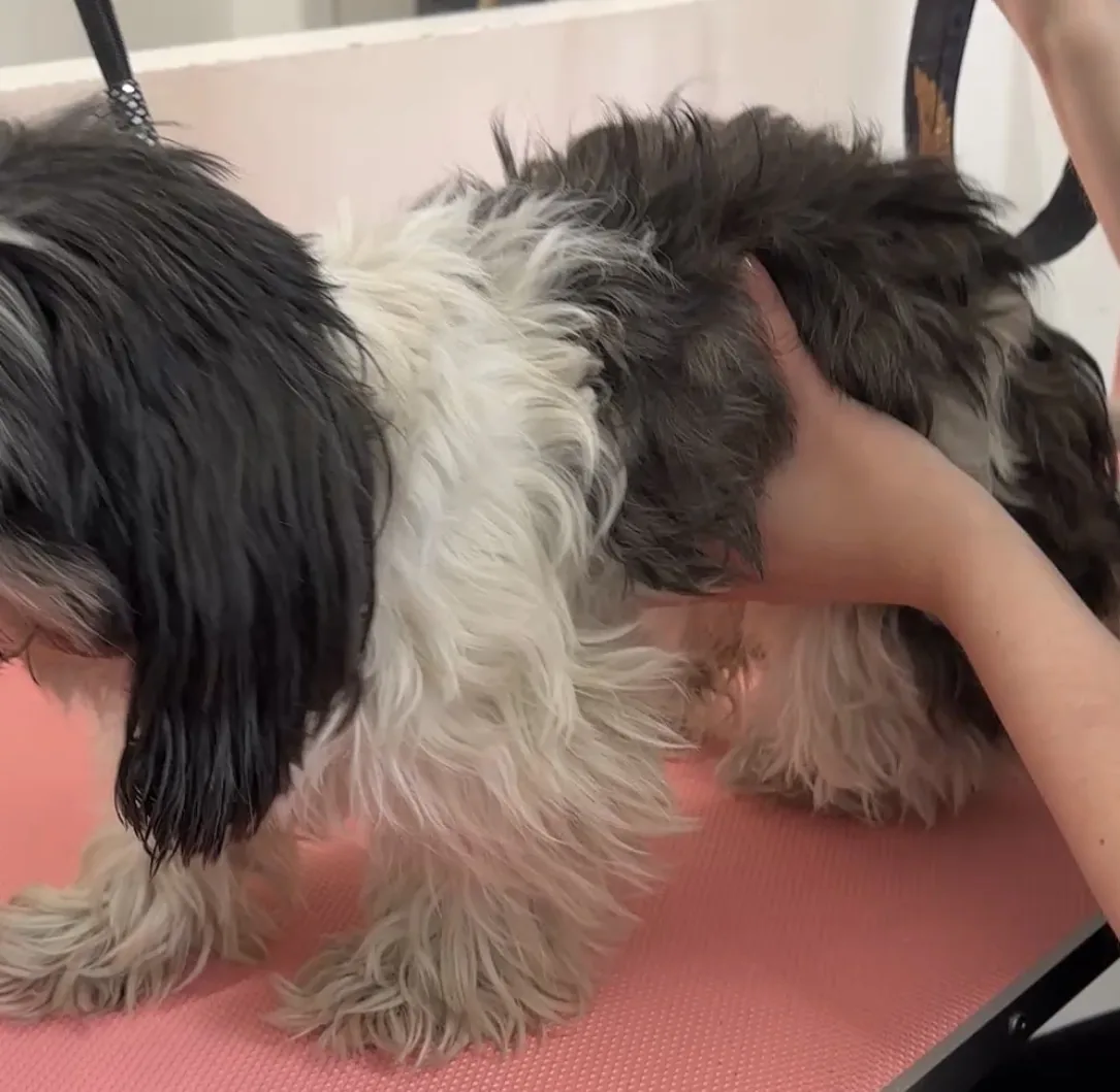 Shih Tzu vor der Pflege mit langem, teilweise verfilztem Fell